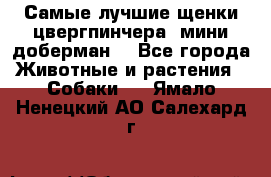 Самые лучшие щенки цвергпинчера (мини доберман) - Все города Животные и растения » Собаки   . Ямало-Ненецкий АО,Салехард г.